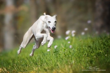 pt-arts-petra-taenzer-fotografie-tierfotografie-hunde-action-frühling 17