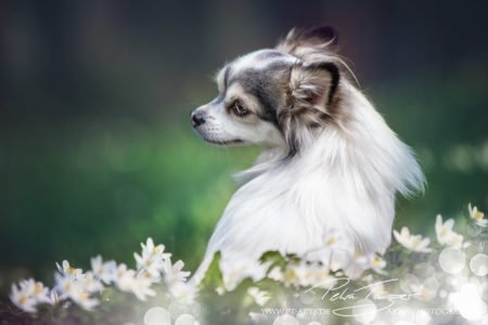 pt-arts-petra-taenzer-fotografie-tierfotografie-hunde-porträt-frühling 16