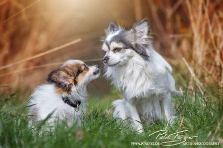 pt-arts-petra-taenzer-fotografie-tierfotografie-hunde-porträt-frühling 14