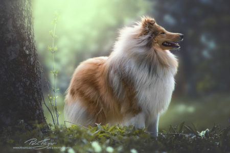 pt-arts-petra-taenzer-fotografie-tierfotografie-hunde-porträt-frühling 10