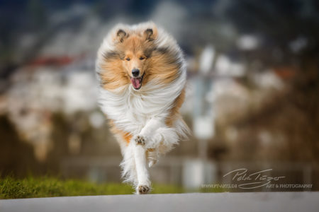 pt-arts-petra-taenzer-fotografie-tierfotografie-hunde-action-frühling 11