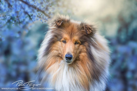 pt-arts-petra-taenzer-fotografie-tierfotografie-hunde-porträt-frühling 11