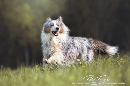 pt-arts-fotografie-petra-taenzer-hunde-action-australian-shepard