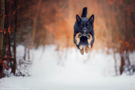 Deutscher Schäferhund im Schnee