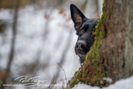 pt-arts-petra-taenzer-fotografie-tierfotografie-hunde-porträt 30