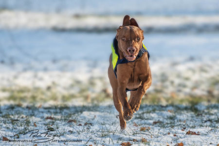 pt-arts-petra-taenzer-fotografie-tierfotografie-hunde-action-frühling 21