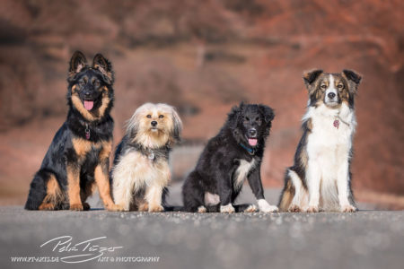 pt-arts-petra-taenzer-fotografie-tierfotografie-hunde-porträt 33