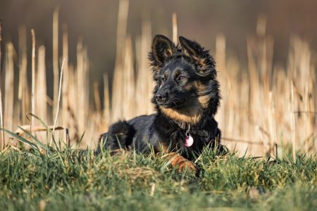 pt-arts-petra-taenzer-fotografie-tierfotografie-hunde-porträt 32