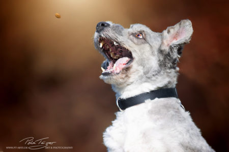 pt-arts-petra-taenzer-fotografie-tierfotografie-hunde-porträt-frühling 8