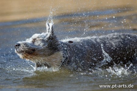 pt-arts-petra-taenzer-fotografie-tierfotografie-hunde-action-frühling 8