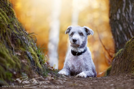 pt-arts-petra-taenzer-fotografie-tierfotografie-hunde-porträt-frühling 9