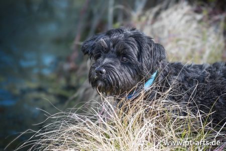 pt-arts-petra-taenzer-fotografie-tierfotografie-hunde-porträt-frühling 2