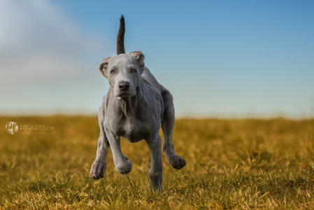 Weimaraner Welpe Amy