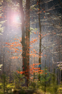 um Althütte im Schwäbischen Wald