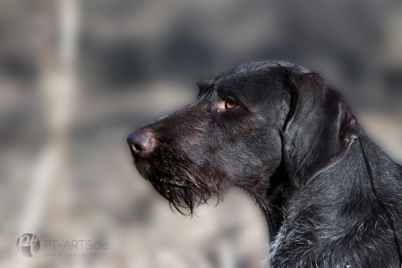 pt-arts-fotografie-tierfotografie-deutschdrahthaar-nachsuchestation-welzheimerwald. 01