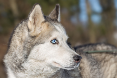 pt-arts-fotografie-tierfotografie-hunde.husky-tiffy 01
