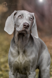 Weimaraner Welpe Amy