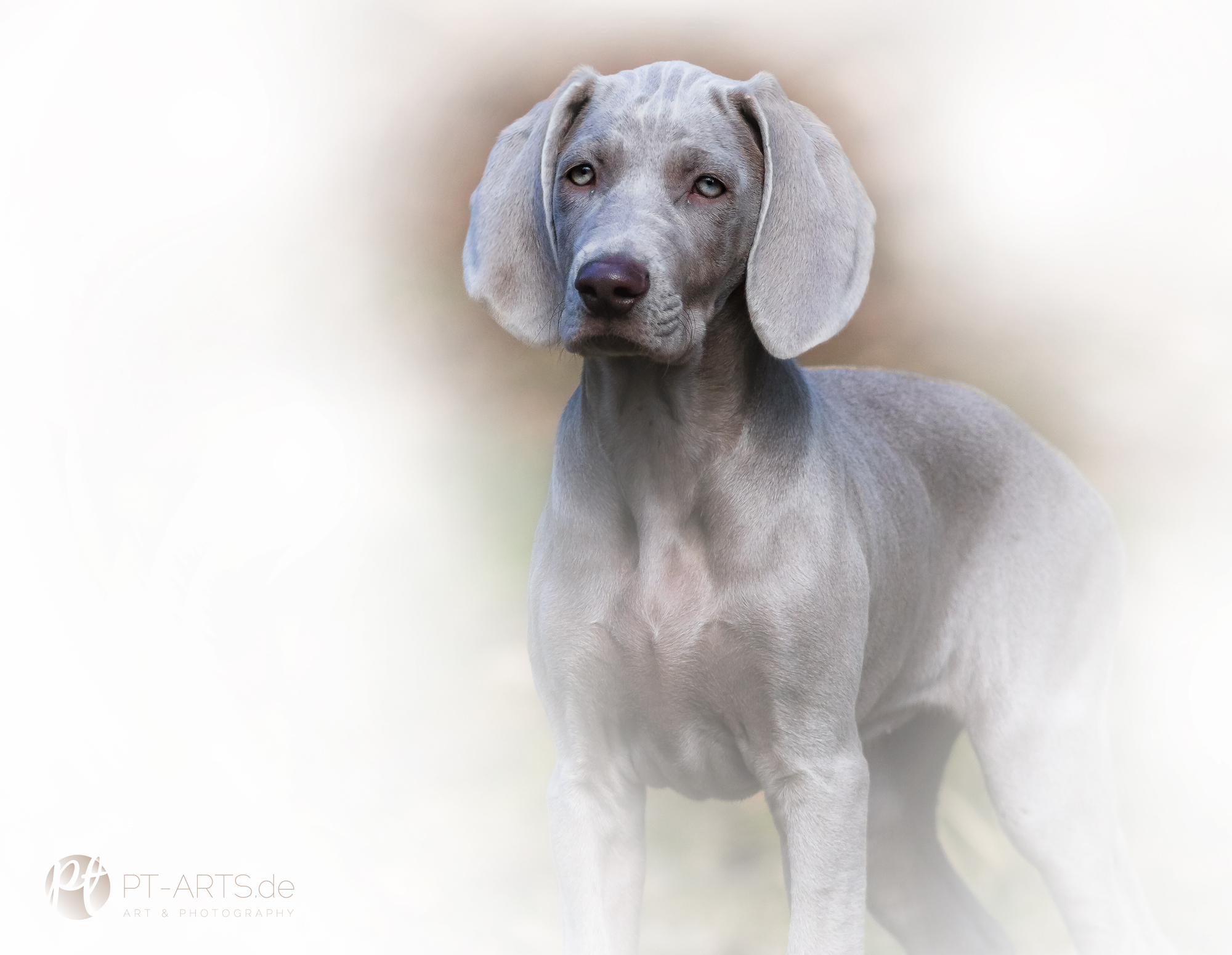 3dRose Weimaraner Welpe Flagge – 30,5 X 45,7 Cm, Polyester, Einseitig Bedruckt, Für Garten & Deko
