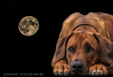 Rhodesian Ridgeback Portrait