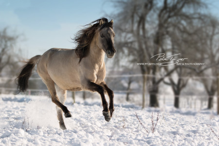 #pferde #galopp #dülmener #winter #koppel