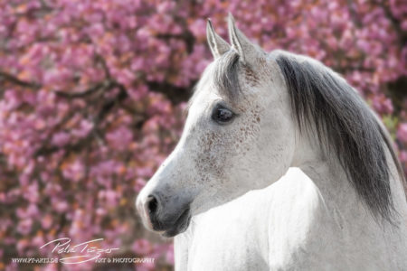 pt-arts-fotografie-tierfotografie-pferde-frühling-araber-rosa-blütenzauber 2