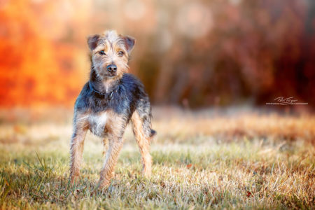 pt-arts-petra-taenzer-fotografie-tierfotografie-hunde-porträt-herbstlook