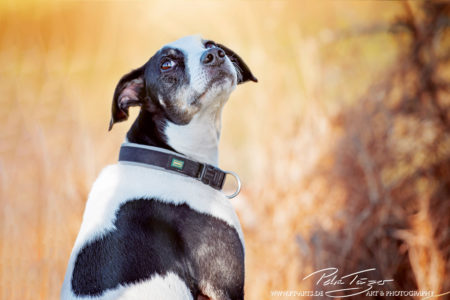 pt-arts-petra-taenzer-fotografie-tierfotografie-hunde-porträt-treuer-blick