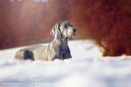 pt-arts-petra-taenzer-fotografie-tierfotografie-hunde-winter-waimaraner 03