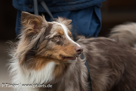 THW-Hundestaffel-BK-77-web-