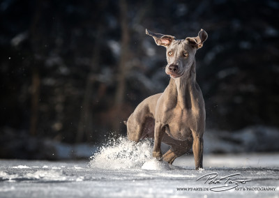 Weimaraner Guess und Amy