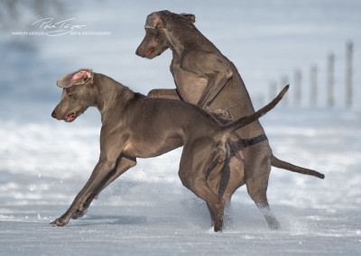 Jagdhunde, Weimaraner, Rhodesian Ridgeback, Windhunde, Retriever, PudelWeimaraner Guess und Amy