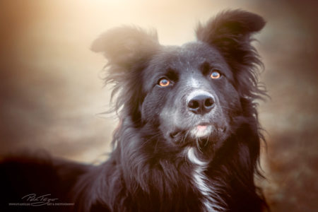 pt-arts-tierfotografie-hunde-porträt-treuer-blick 02