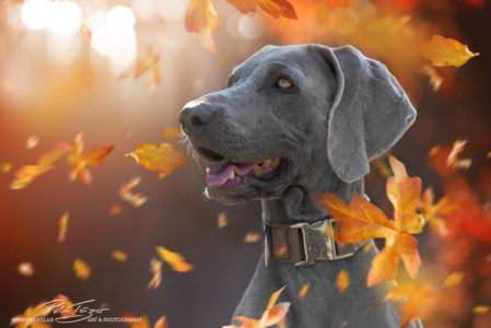 pt-arts-fotografie-tierfotografie-hunde-weimaraner-herbstlook 01