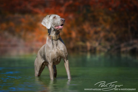 pt-arts-fotografie-tierfotografie-hunde-weimaraner-herbstlook 02