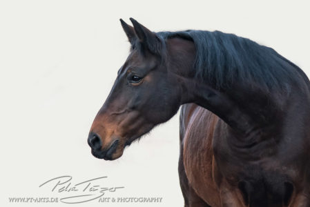 pt-arts-fotografie-tierfotografie-pferde-braunes -pferd-hintergrund-weiß 01