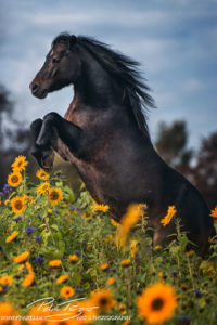 #pferde #steigendespferd #sonnenblumen #herbst