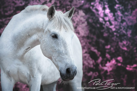 pt-arts-fotografie-tierfotografie-pferde-warmblut-schimmel-frühling-rosa-büsche 01