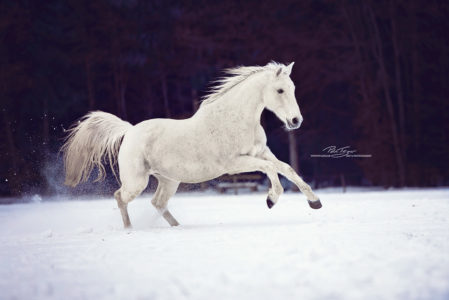 #pferde #galopp #araber #winter #koppel