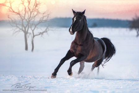 pt-arts-fotografie-tierfotografie-pferde-winterwonderland-araber-galopp 2