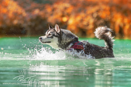 pt-arts-petra-taenzer-fotografie-tierfotografie-hunde-husky-wasser 01