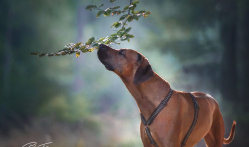 pt-arts-petra-taenzer-fotografie-tierfotografie-hunde-rhodesian-ridgeback- frühjahr