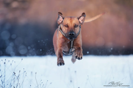 pt-arts-petra-taenzer-fotografie-tierfotografie-hunde-rhodesian-ridgeback-im Schnee 02