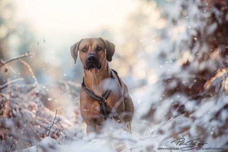pt-arts-petra-taenzer-fotografie-tierfotografie-hunde-rhodesian-ridgeback-im Schnee 05
