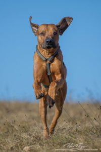 pt-arts-petra-taenzer-fotografie-tierfotografie-hunde-rhodesian-ridgeback-winter